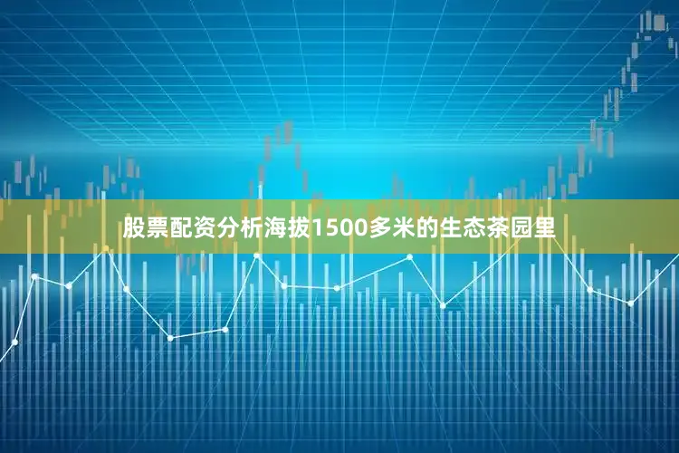 股票配资分析海拔1500多米的生态茶园里